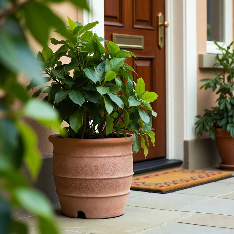 Planters & Raised Beds